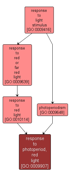 GO:0009907 - response to photoperiod, red light (interactive image map)