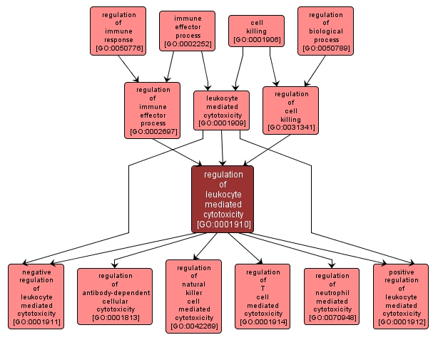 GO:0001910 - regulation of leukocyte mediated cytotoxicity (interactive image map)