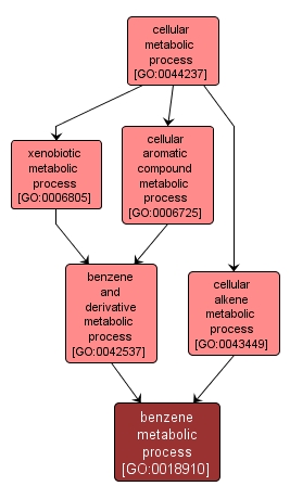 GO:0018910 - benzene metabolic process (interactive image map)