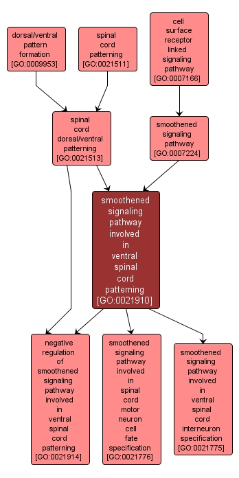 GO:0021910 - smoothened signaling pathway involved in ventral spinal cord patterning (interactive image map)