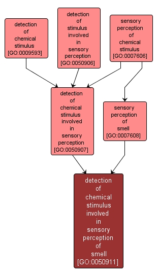 GO:0050911 - detection of chemical stimulus involved in sensory perception of smell (interactive image map)