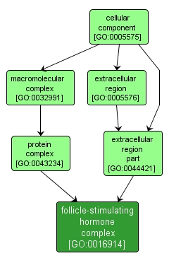 GO:0016914 - follicle-stimulating hormone complex (interactive image map)