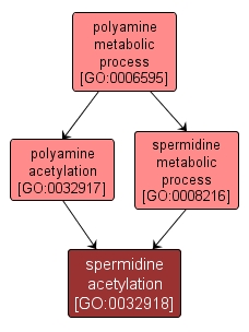 GO:0032918 - spermidine acetylation (interactive image map)