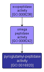 GO:0016920 - pyroglutamyl-peptidase activity (interactive image map)