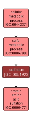 GO:0051923 - sulfation (interactive image map)