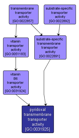 GO:0031925 - pyridoxal transmembrane transporter activity (interactive image map)