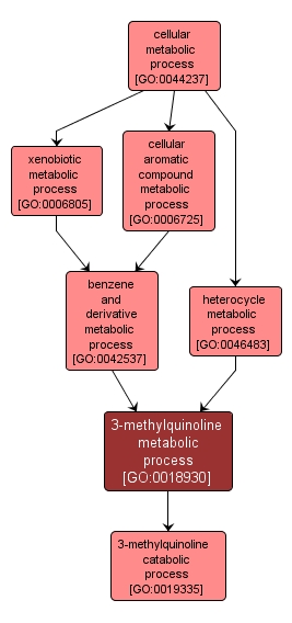 GO:0018930 - 3-methylquinoline metabolic process (interactive image map)