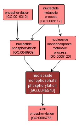 GO:0046940 - nucleoside monophosphate phosphorylation (interactive image map)