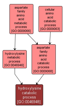 GO:0046948 - hydroxylysine catabolic process (interactive image map)