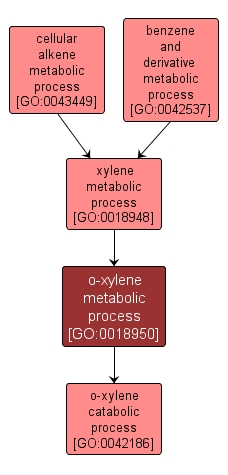 GO:0018950 - o-xylene metabolic process (interactive image map)