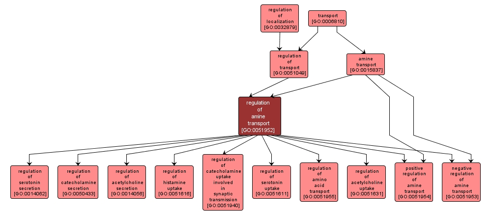 GO:0051952 - regulation of amine transport (interactive image map)