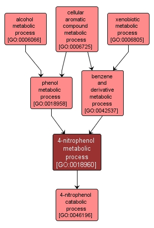 GO:0018960 - 4-nitrophenol metabolic process (interactive image map)
