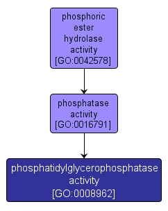 GO:0008962 - phosphatidylglycerophosphatase activity (interactive image map)