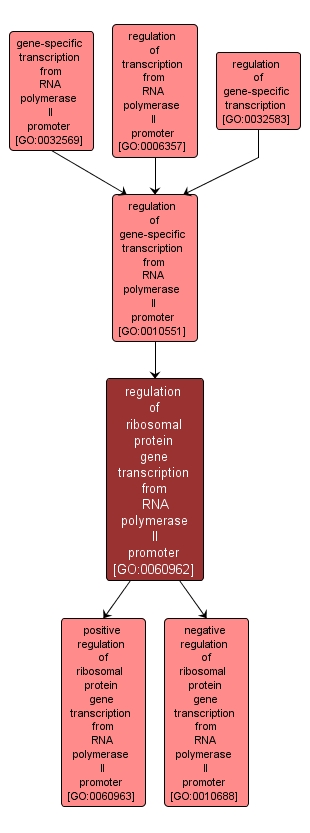 GO:0060962 - regulation of ribosomal protein gene transcription from RNA polymerase II promoter (interactive image map)