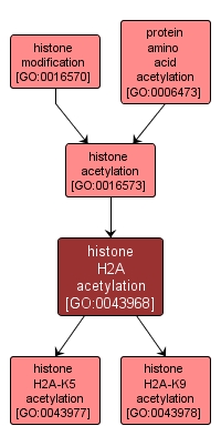GO:0043968 - histone H2A acetylation (interactive image map)