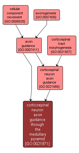 GO:0021971 - corticospinal neuron axon guidance through the medullary pyramid (interactive image map)