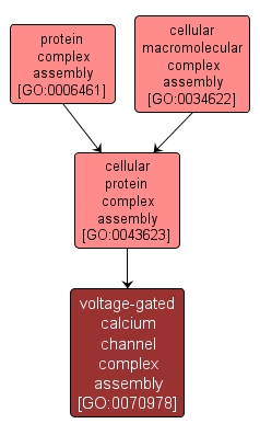 GO:0070978 - voltage-gated calcium channel complex assembly (interactive image map)