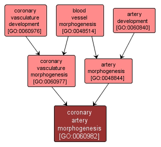 GO:0060982 - coronary artery morphogenesis (interactive image map)