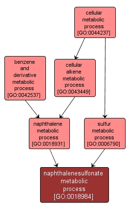 GO:0018984 - naphthalenesulfonate metabolic process (interactive image map)