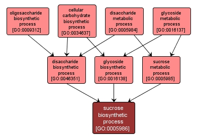 GO:0005986 - sucrose biosynthetic process (interactive image map)