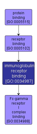 GO:0034987 - immunoglobulin receptor binding (interactive image map)