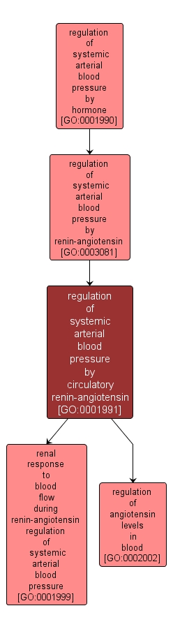 GO:0001991 - regulation of systemic arterial blood pressure by circulatory renin-angiotensin (interactive image map)
