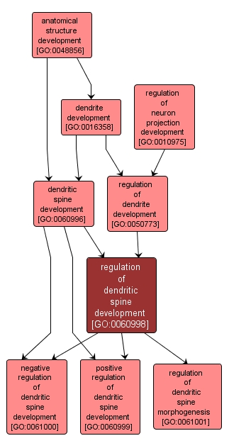GO:0060998 - regulation of dendritic spine development (interactive image map)